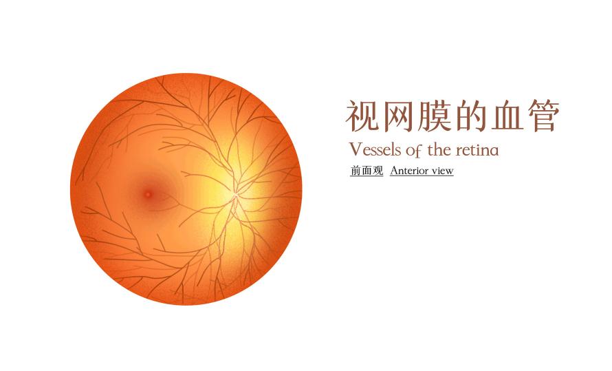 為什么視網(wǎng)膜會(huì )脫落
